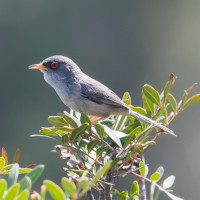 Balearic Warbler